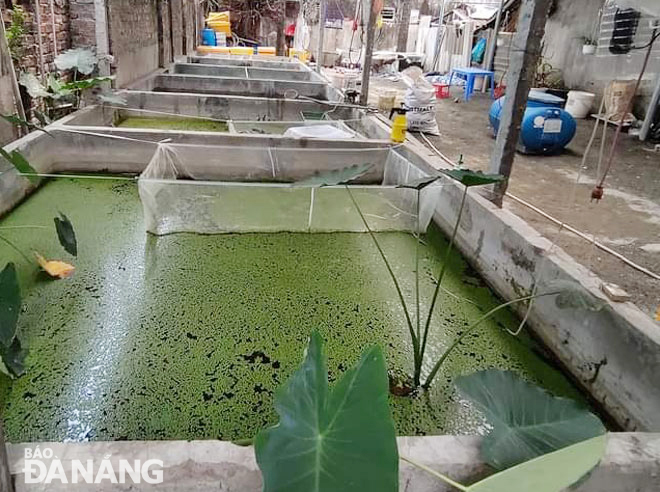 Khởi nghiệp từ ốc bươu đen